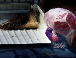 Jelang Nataru, Harga Cabai di Kabupaten Bekasi Bergejolak