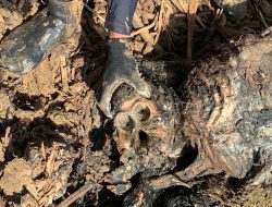 Bangkai Orangutan Ditemukan di Hilir Sungai Garoga, Diduga Terdampak Banjir dan Longsor