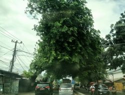 Pepohonan di Jalan Sudirman Bekasi Barat Bikin Pengendara Waswas
