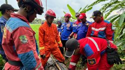 Petugas Disdamkarmat Kota Bekasi Evakuasi Buaya Tiga Meter di Sawah Cikiwul