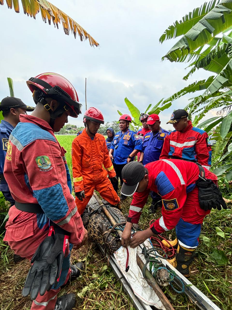 Petugas Disdamkarmat Kota Bekasi Evakuasi Buaya Tiga Meter di Sawah Cikiwul