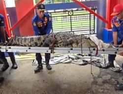 Buaya ‘Raksasa’ Cikiwul Dilepas di Taman Nasional Ujung Kulon