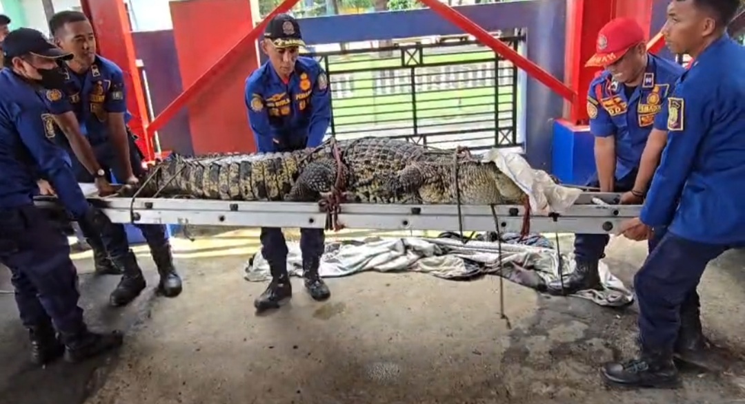 Buaya ‘Raksasa’ Cikiwul Dilepas di Taman Nasional Ujung Kulon
