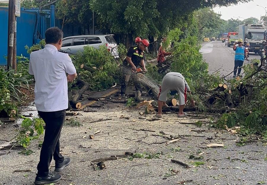 Sengon “Raksasa” di Jalan Siliwangi Ditebang