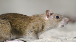 Bau Bangkai Tikus Menyengat? Lakukan 6 Cara Ini, Dijamin Hilang!