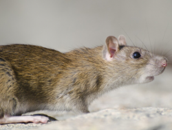 Bau Bangkai Tikus Menyengat? Lakukan 6 Cara Ini, Dijamin Hilang!