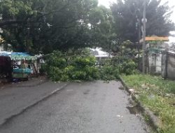 Pohon Mahoni Tumbang di Lapangan Multiguna Kota Bekasi, BPBD Ungkap Penyebabnya