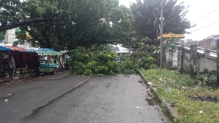 Pohon Mahoni Tumbang di Lapangan Multiguna Kota Bekasi, BPBD Ungkap Penyebabnya