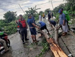 Pohon Tumbang Timpa Tiga Motor di Cikarang