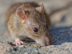 Waspada Penyakit Kencing Tikus saat Banjir, Kenali Gejala dan Cara Pencegahannya