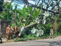 Pohon di Jalan Kalamiring Jatisampurna Mendadak Tumbang