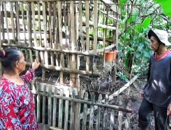 Tujuh Kambing Warga Setu Dicuri, Lima Disembelih Sisakan Jeroan