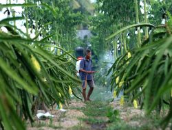 Dari Banyuwangi ke Pasar Lebih Luas, Petani Buah Naga Naik Kelas Berkat Program Klasterku Hidupku BRI