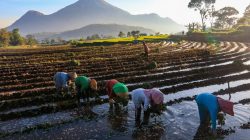 KUR BRI Mengaliri Sawah Rakyat, Menggerakkan Ekonomi dan Ketahanan Pangan Nasional
