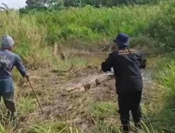 Mengancam Keselamatan Masyarakat, Buaya Muara Tiga Meter Dievakuasi dari Rawa Kali CBL Babelan