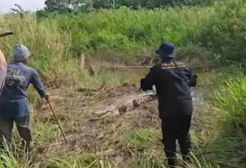 Mengancam Keselamatan Masyarakat, Buaya Muara Tiga Meter Dievakuasi dari Rawa Kali CBL Babelan