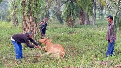 Gerakan Anak Negeri Salurkan Sapi untuk Tradisi Mak Megang di Pengungsian Aceh Utara