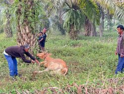 Gerakan Anak Negeri Salurkan Sapi untuk Tradisi Mak Megang di Pengungsian Aceh Utara