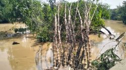 Wisata Hutan Bambu Margahayu Kota Bekasi Terdampak Banjir Kiriman, Empat Saung Terbawa Arus