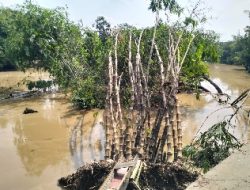 Wisata Hutan Bambu Margahayu Kota Bekasi Terdampak Banjir Kiriman, Empat Saung Terbawa Arus