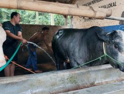 BUMDes Cikahuripan Setu Gerakkan Ekonomi lewat Penggemukan Sapi