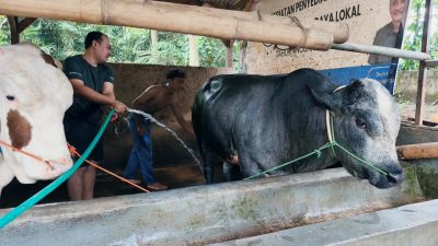 BUMDes Cikahuripan Setu Gerakkan Ekonomi lewat Penggemukan Sapi