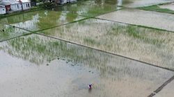 Bantuan Benih di Kabupaten Bekasi Belum Merata