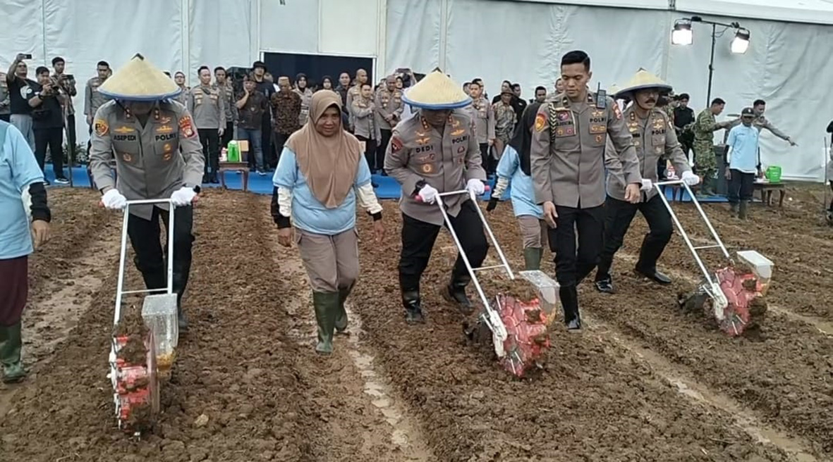 Polri Tanam Jagung 50 Hektare di Cikarang, Pasok Bahan Baku Makan Bergizi Gratis