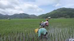 Berbasis Gotong Royong, Desa Manemeng Perkuat Ekosistem Ekonomi Kerakyatan melalui Program Desa BRILiaN