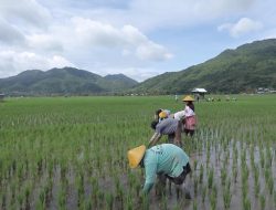 Berbasis Gotong Royong, Desa Manemeng Perkuat Ekosistem Ekonomi Kerakyatan melalui Program Desa BRILiaN