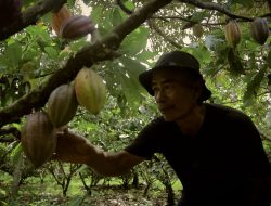 Dari Potensi Lokal ke Prestasi Nasional, Desa BRILiaN Sausu Tambu Perkuat Ekonomi Pesisir