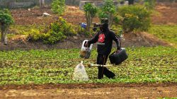 Petani di Bekasi Harus Beradaptasi Hadapi Cuaca Ekstrem