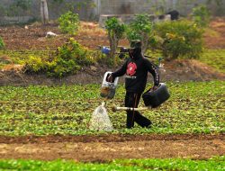 Petani di Bekasi Harus Beradaptasi Hadapi Cuaca Ekstrem