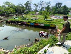 Lahan Eks Wisata Taman Limo Cikarang Jadi Budidaya Ikan