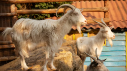 Wajib Tahu! Syarat Hewan Kurban yang Sah Sesuai Syariat Agama untuk Idul Adha 2026