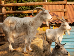 Wajib Tahu! Syarat Hewan Kurban yang Sah Sesuai Syariat Agama untuk Idul Adha 2026