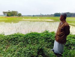 Viral Warga Gotong Keranda Jenazah Lewati Pematang Sawah di Setu, Ini Penjelasan Pihak Desa