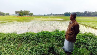 Viral Warga Gotong Keranda Jenazah Lewati Pematang Sawah di Setu, Ini Penjelasan Pihak Desa