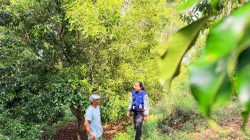 Cerita Inspiratif Mantri BRI di Sulawesi Tenggara, Kartini Modern yang Menembus Pegunungan Demi Menggerakkan Ekonomi Kerakyatan