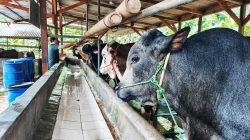 Demam Tiga Hari Bikin Peternak Sapi di Kabupaten Bekasi Cemas