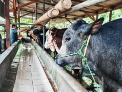 Demam Tiga Hari Bikin Peternak Sapi di Kabupaten Bekasi Cemas