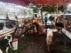 Lapak Pedagang Hewan Kurban Mulai Bermunculan di Kota Bekasi Jelang Iduladha