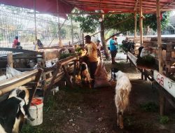Lapak Pedagang Hewan Kurban Mulai Bermunculan di Kota Bekasi Jelang Iduladha