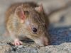 Gempar Hantavirus, Kadinkes Kota Bekasi Ungkap Fakta Ini