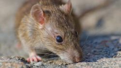 Gempar Hantavirus, Kadinkes Kota Bekasi Ungkap Fakta Ini