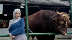 Intip Penampakan Sapi 1 Ton Milik Ria Ricis untuk Idul Adha 2026, Harganya Bukan Kaleng-kaleng!