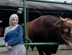 Intip Penampakan Sapi 1 Ton Milik Ria Ricis untuk Idul Adha 2026, Harganya Bukan Kaleng-kaleng!