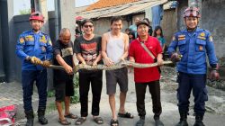 Ular Sanca Kagetkan Pemilik Warung