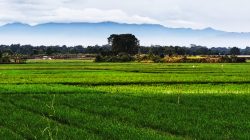 Musim Kemarau, Sawah di Lima Kecamatan Kabupaten Bekasi Rawan Puso