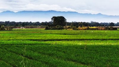 Musim Kemarau, Sawah di Lima Kecamatan Kabupaten Bekasi Rawan Puso